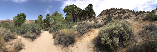 Joshua Tree national park, Kalifornie