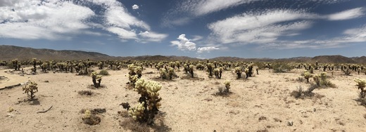 Joshua Tree national park, Kalifornie